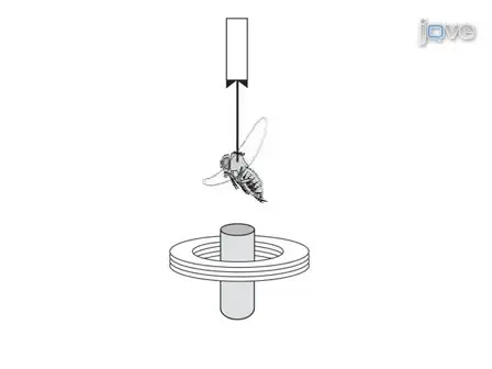 A Magnetic Tether System to Investigate Visual and Olfactory Mediated Flight Control in Drosophila