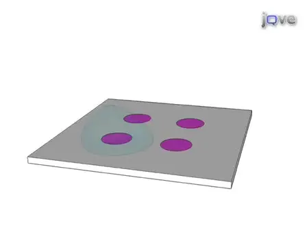 Microcontact Printing of Proteins for Cell Biology