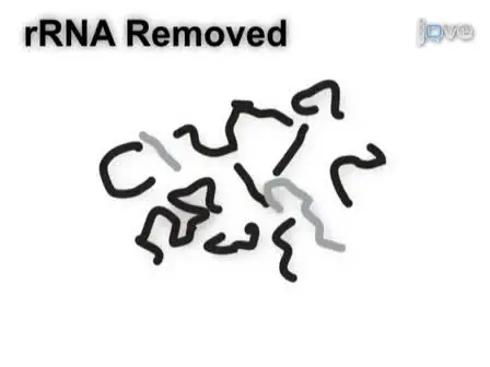 Analyzing Gene Expression from Marine Microbial Communities using Environmental Transcriptomics