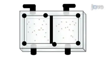 High-Resolution Video Tracking of Locomotion in Adult Drosophila Melanogaster