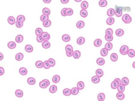 Homing of Hematopoietic Cells to the Bone Marrow