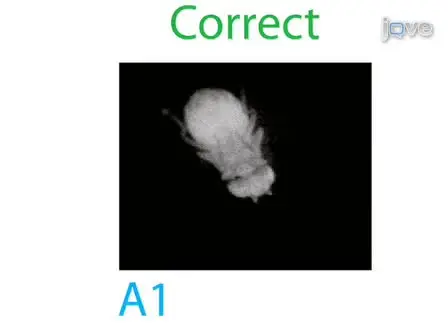 Visually Mediated Odor Tracking During Flight in Drosophila