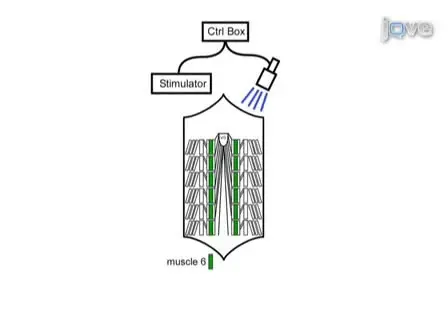 Channelrhodopsin2 Mediated Stimulation of Synaptic Potentials at <em>Drosophila</em> Neuromuscular Junctions