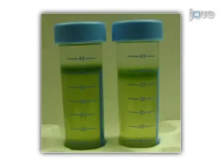 Isolation of Protoplasts from Tissues of 14-day-old Seedlings of <em>Arabidopsis thaliana</em>