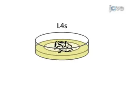 Measuring <em>Caenorhabditis elegans</em> Life Span on Solid Media