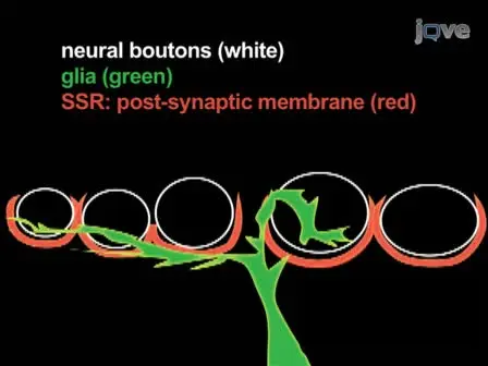 Visualizing the Live <em>Drosophila</em> Glial-neuromuscular Junction with Fluorescent Dyes
