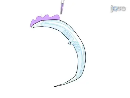 Dissecting and Recording from The C. Elegans Neuromuscular Junction