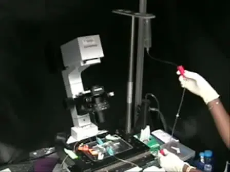 Measuring Exocytosis in Neurons Using FM Labeling