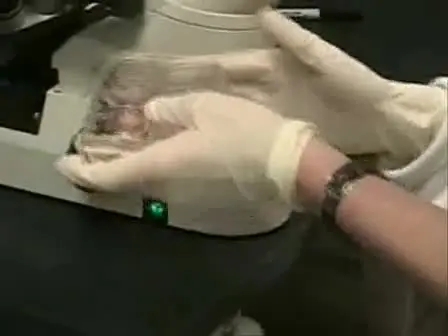 Propagation of Human Embryonic Stem (ES) Cells