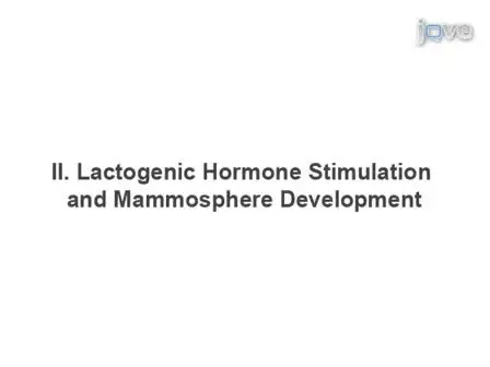 Mouse Mammary Epithelial Cells form Mammospheres During Lactogenic Differentiation