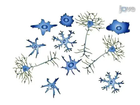 Generation of Single-Cell Suspensions from Mouse Neural Tissue