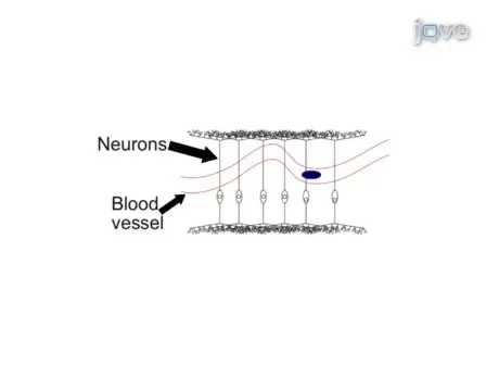 Exploring Cognitive Functions in Babies, Children &amp; Adults with Near Infrared Spectroscopy