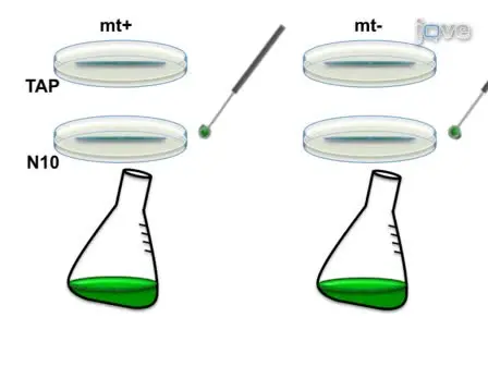 Mating and Tetrad Separation of <em>Chlamydomonas reinhardtii</em> for Genetic Analysis