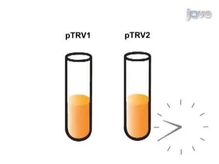 Virus-induced Gene Silencing (VIGS) in <em>Nicotiana benthamiana</em> and Tomato