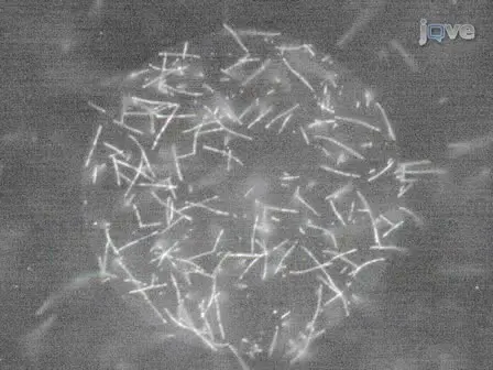 Antifouling Self-assembled Monolayers on Microelectrodes for Patterning Biomolecules