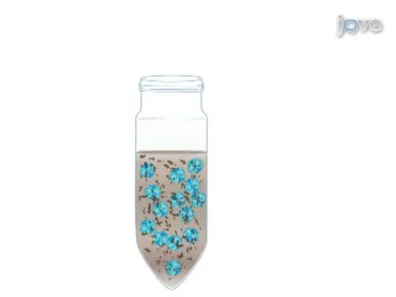 Obtaining Highly Purified <em>Toxoplasma gondii</em> Oocysts by a Discontinuous Cesium Chloride Gradient