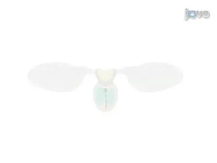 Visualizing the Beating Heart in <em>Drosophila</em>