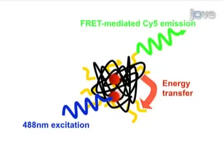 Combining QD-FRET and Microfluidics to Monitor DNA Nanocomplex Self-Assembly in Real-Time