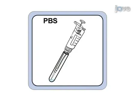 Lentivirus Production