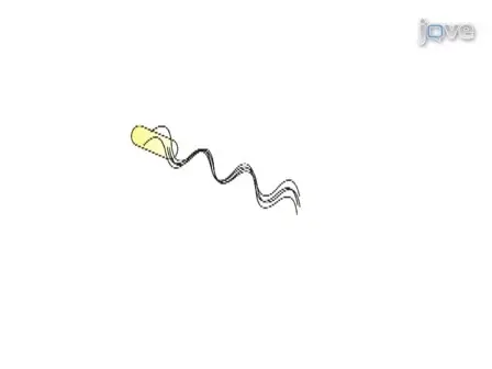 Visualizing Single Molecular Complexes <em>In Vivo</em> Using Advanced Fluorescence Microscopy