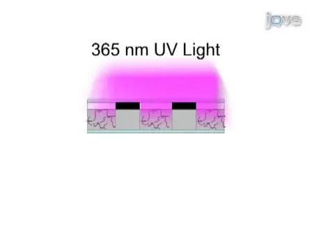 Electrospinning Fibrous Polymer Scaffolds for Tissue Engineering and Cell Culture