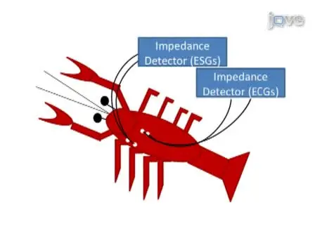 Measures of Heart and Ventilatory Rates in Freely Moving Crayfish