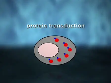 Engineering Cell-permeable Protein
