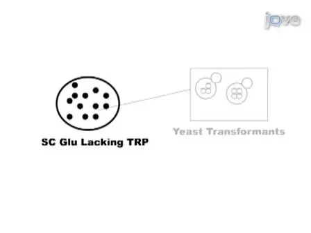 Genetic Studies of Human DNA Repair Proteins Using Yeast as a Model System 