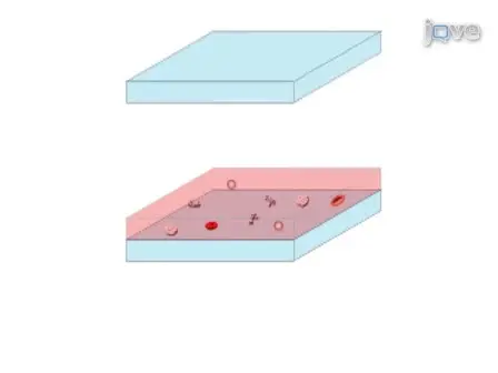 Lensless On-chip Imaging of Cells Provides a New Tool for High-throughput Cell-Biology and Medical Diagnostics