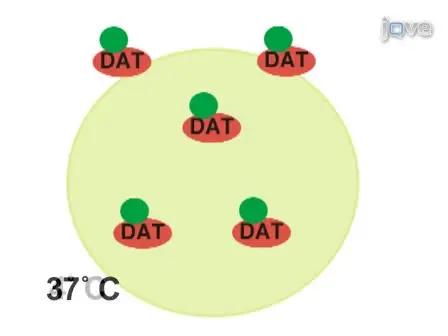 Measuring Plasma Membrane Protein Endocytic Rates by Reversible Biotinylation