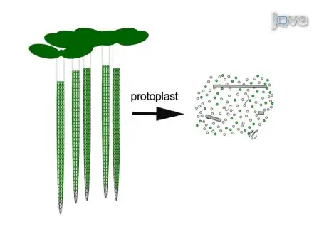 Fluorescence Activated Cell Sorting of Plant Protoplasts
