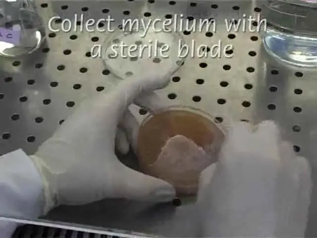 Toxin Induction and Protein Extraction from <em>Fusarium</em> <em>spp.</em> Cultures for Proteomic Studies