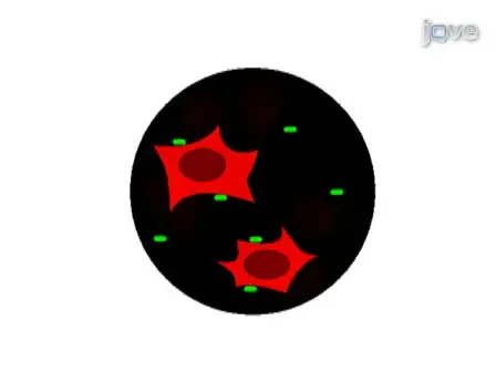 Obtaining Hemocytes from the Hawaiian Bobtail Squid <em>Euprymna scolopes</em> and Observing their Adherence to Symbiotic and Non-Symbiotic Bacteria