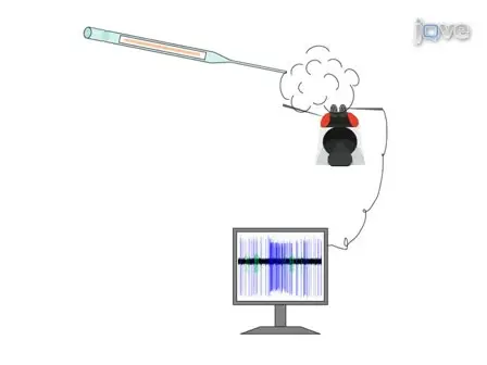 Single Sensillum Recordings in the Insects <em>Drosophila melanogaster</em> and <em>Anopheles gambiae</em>