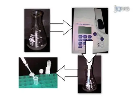Imaging Mismatch Repair and Cellular Responses to DNA Damage in <em>Bacillus subtilis</em>