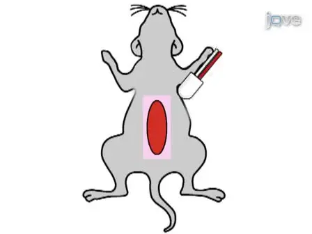 Ambulatory ECG Recording in Mice