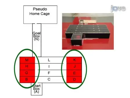 Low-stress Route Learning Using the Lashley III Maze in Mice