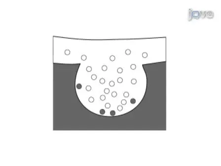 Studying Synaptic Vesicle Pools using Photoconversion of Styryl Dyes