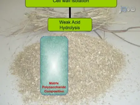 Comprehensive Compositional Analysis of Plant Cell Walls (Lignocellulosic biomass) Part II: Carbohydrates