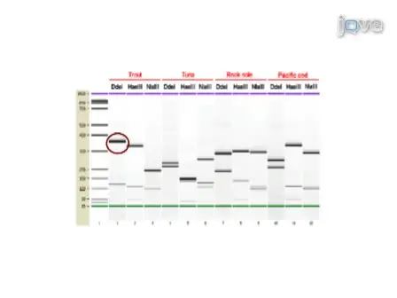 DNA-based Fish Species Identification Protocol