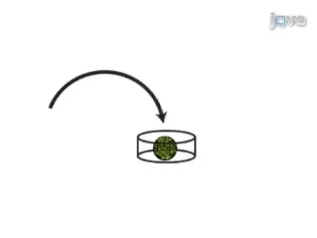 Tissue Determination Using the Animal Cap Transplant (ACT) Assay in <em>Xenopus laevis</em>