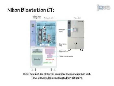 Video Bioinformatics Analysis of Human Embryonic Stem Cell Colony Growth