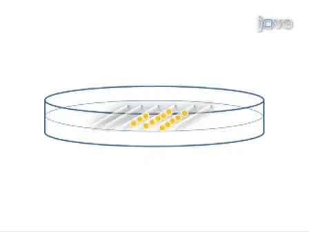 Microinjection of Medaka Embryos for use as a Model Genetic Organism