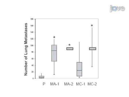 Experimental Metastasis Assay