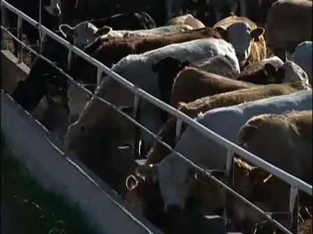 Biocontained Carcass Composting for Control of Infectious Disease Outbreak in Livestock