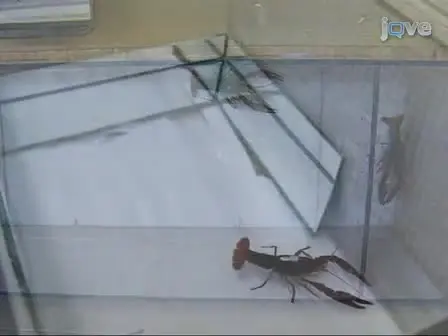 Recording Behavioral Responses to Reflection in Crayfish