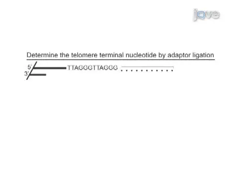 Examination of the Telomere G-overhang Structure in <em>Trypanosoma brucei</em>