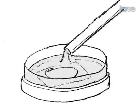 Preparation of <em>Drosophila</em> S2 cells for Light Microscopy