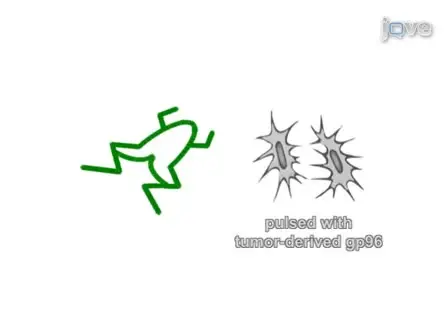 Comparative <em>in vivo</em> Study of gp96 Adjuvanticity in the Frog <em>Xenopus laevis</em>