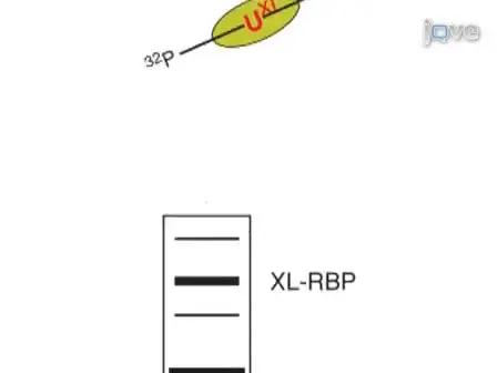 PAR-CliP - A Method to Identify Transcriptome-wide the Binding Sites of RNA Binding Proteins